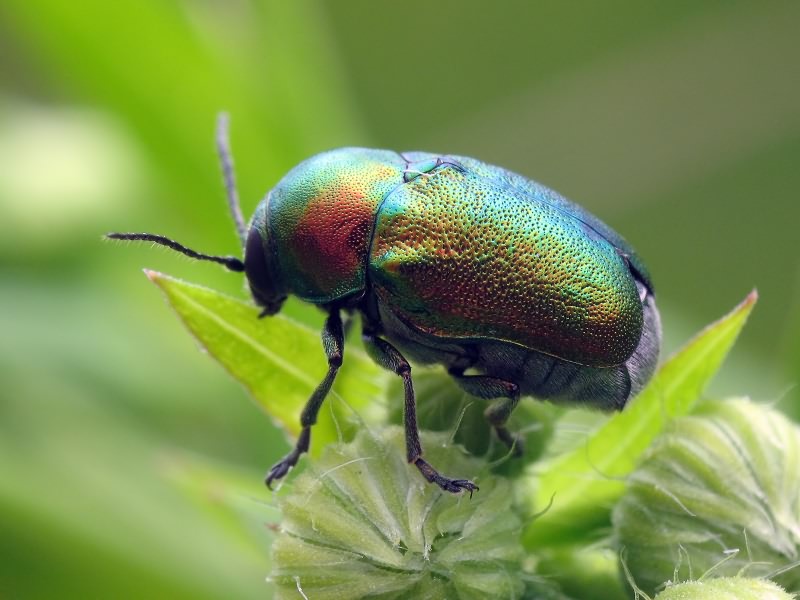 Cryptocephalus (Cryptocephalus) hypochaeridis (Linnaeus, 1758)
